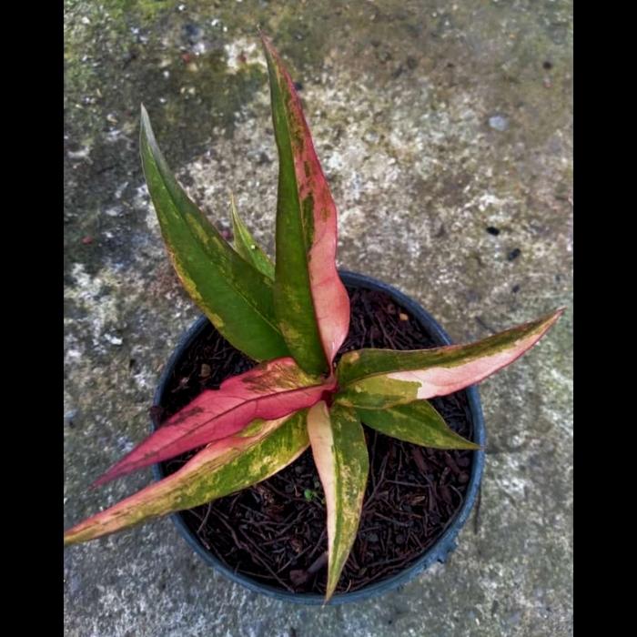anthurium keris pink ( trah mewah ) koleksian