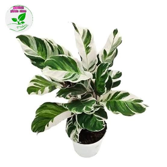 tanaman hias-meranti tissu/calathea tissu.