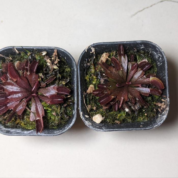 tanaman hias venus flytrap Akai Ryu/red dragon