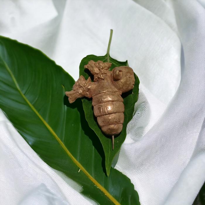kepompong naga Buto Wesi kuning temuan langkah
