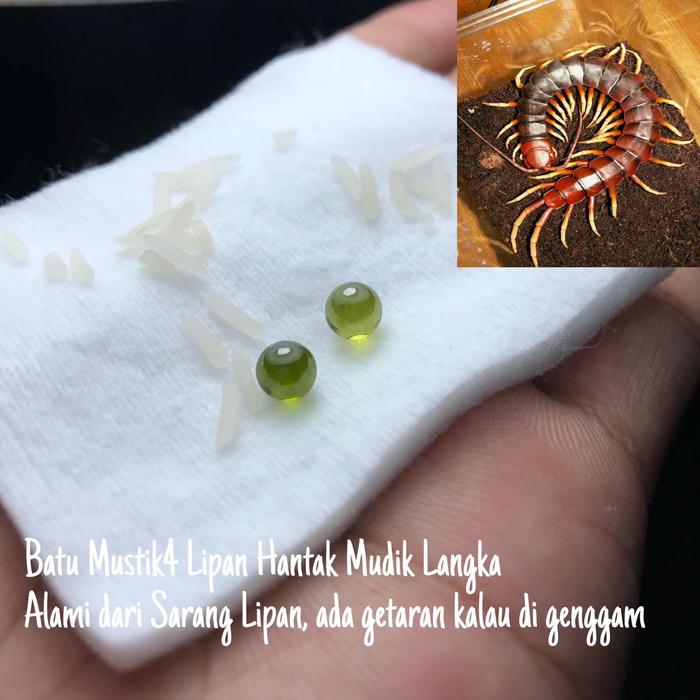 Batu Geliga Lipan Hantak Mudik Asli Kalimantan