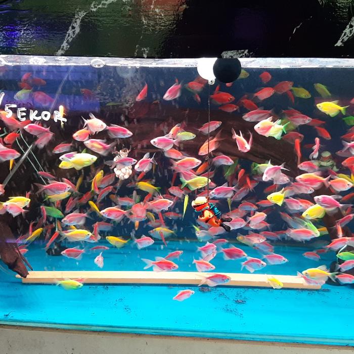 glofish M Mix-color