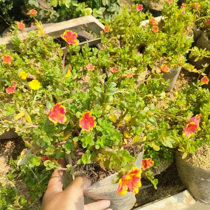 tanaman krokot gelang bunga / bunga gelang