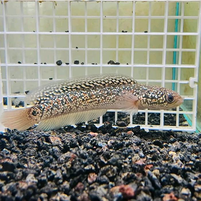 asiatica kalimaya thalilan