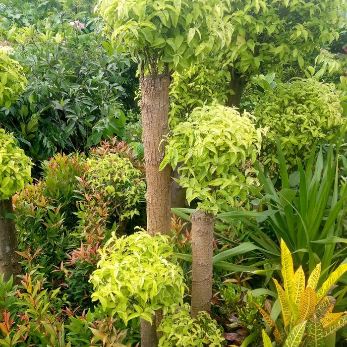 pohon anting putri/bonsai anting putri