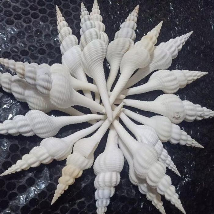 CANGKANG KERANG FUSINUS COLUS PUTIH