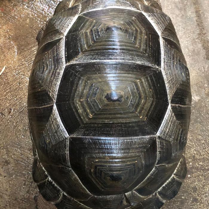 Aldabra Jumbo 64cm Murahhh