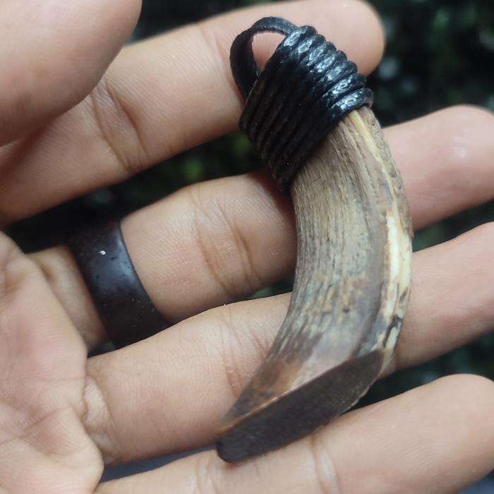 liontin taring babi hutan tua ngurak