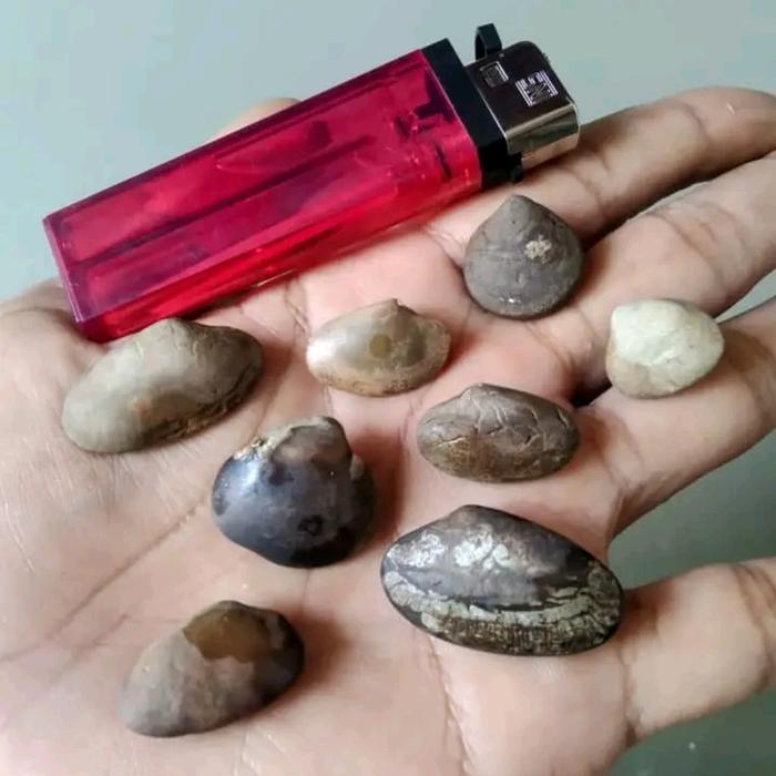 kijing buntet asli masih aktif
