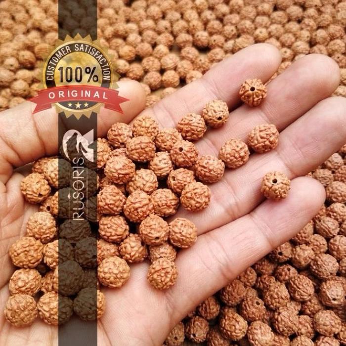NEW !! Manik Manik Kalung Dewa Siwa Sudah Dilubangi Gelang 500 Jenitri Rudraksha Asli
