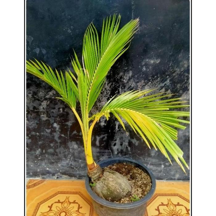 bonsai kelapa gading oren dan kuning sudah berbonggol