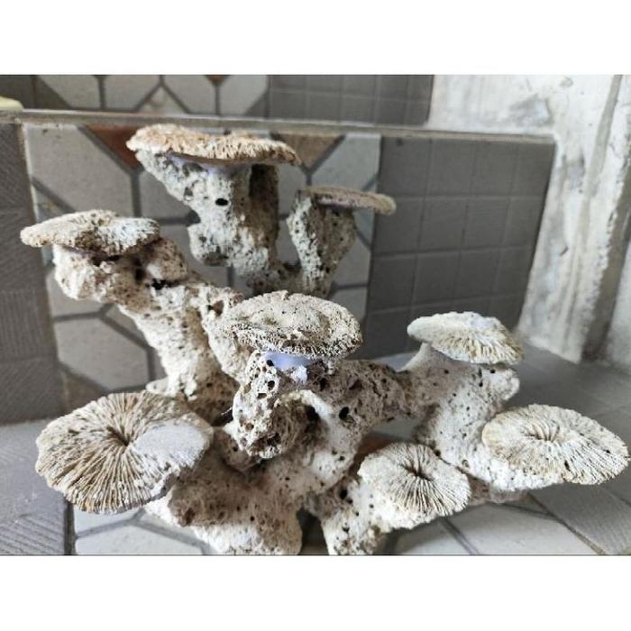 MS01 Batu karang custom scaping panjang 30cm x tinggi 20cm hias aquarium scaping