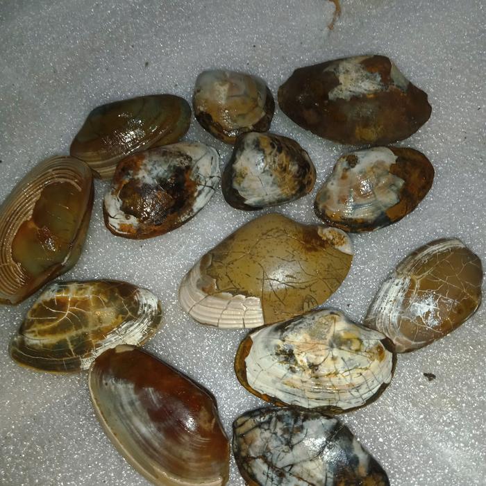 10 biji batu fosil asli alam