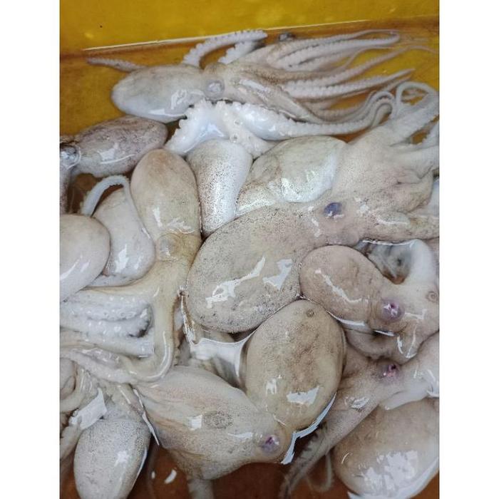 BABY GURITA/OCTOPUS SEGAR 1KG