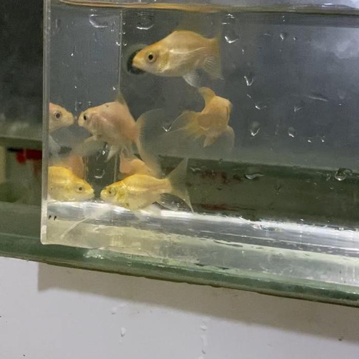 Koi hudielong golden mandarin