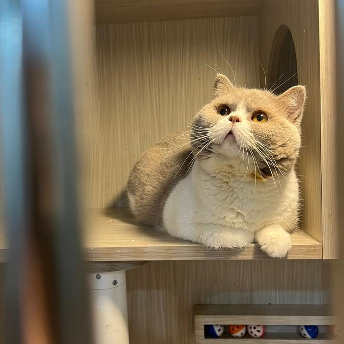 BSH bicolor lilac jantan 1.5 thn ped wcf