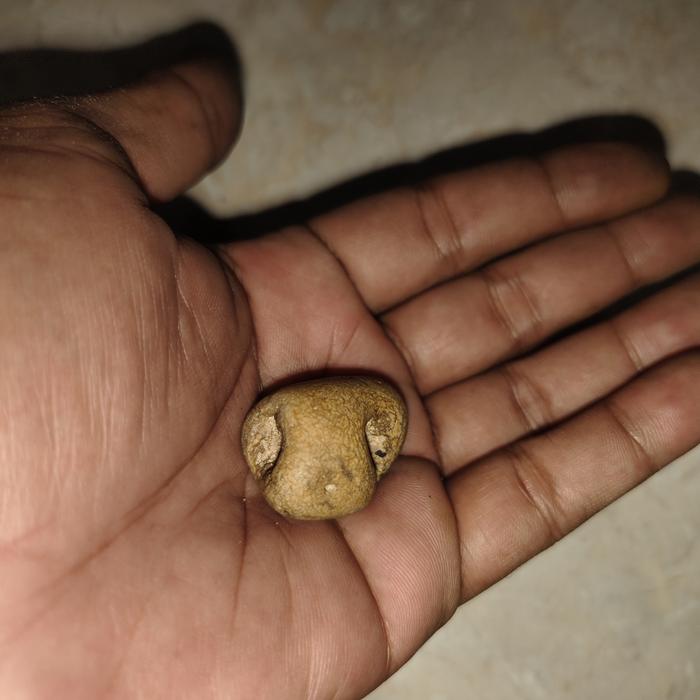 batu mustika kelor mas combong sangat langka unik