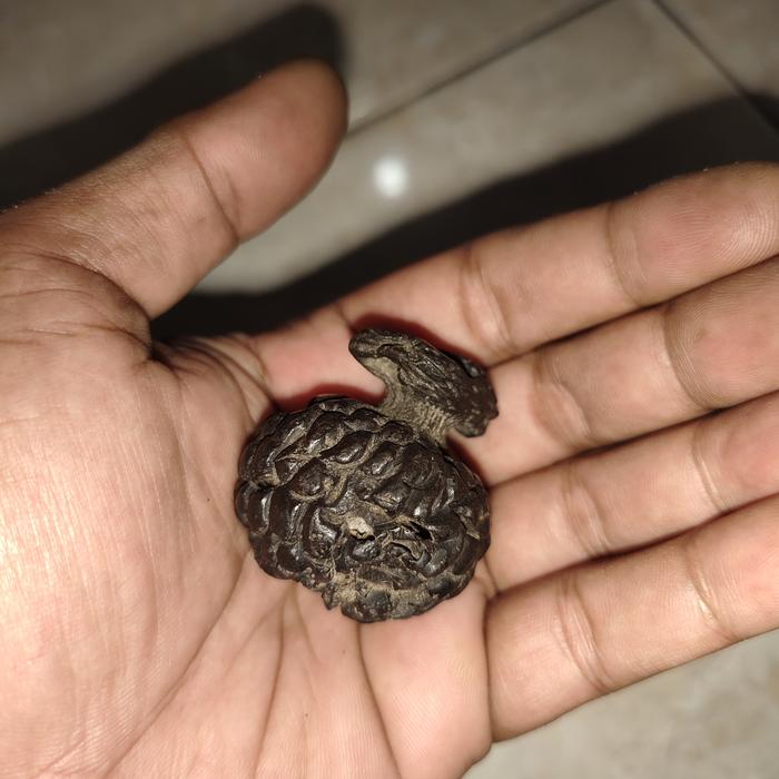 batu mustika kantongsemar combong mrutusewu wingit sangat langka kuno