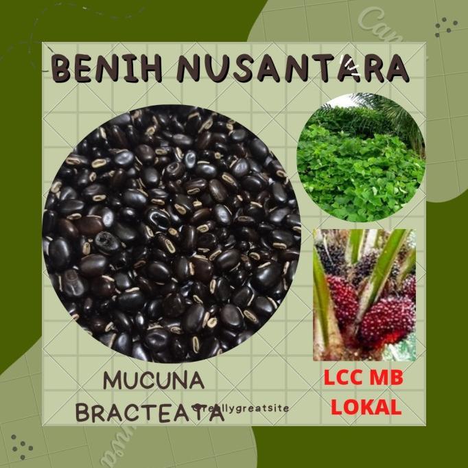 Kacangan - Legume Cover Crop - Mucuna Bracteata - LCC MB - Lokal 1 Kg