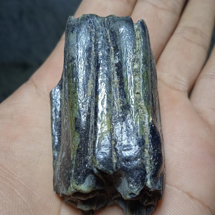 siung warak hitam yg sangat langka