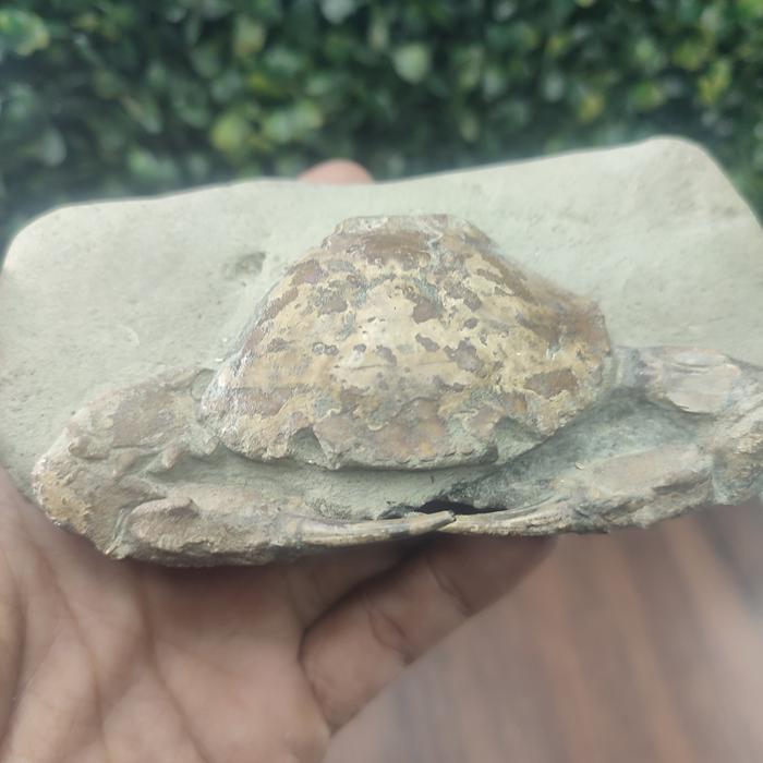 batu fosil kepiting/yuyu temuan unik