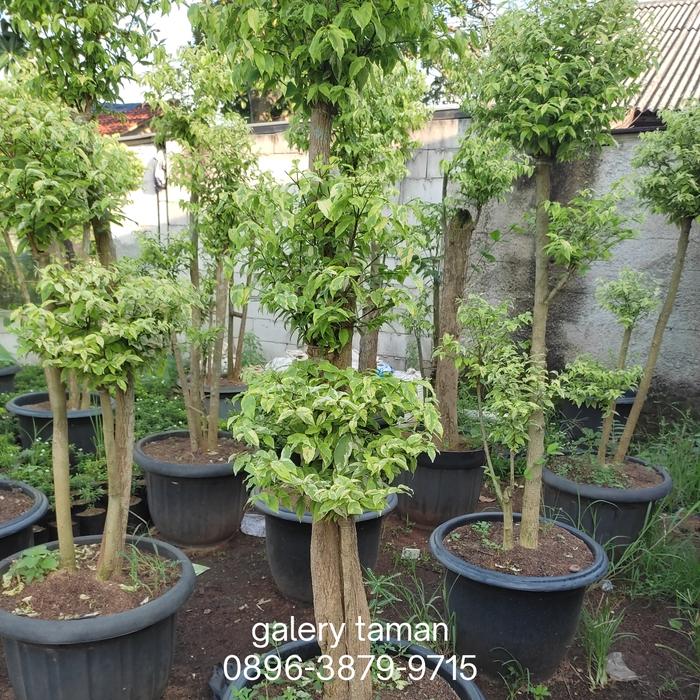 pohon bonsai anting putri/pohon hias anting putri