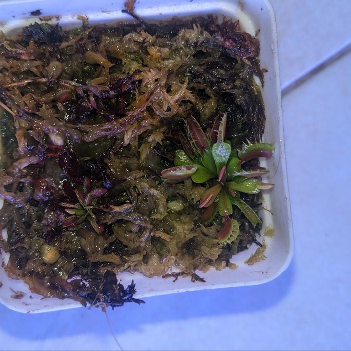 tanaman hias venus flytrap fussed tooth