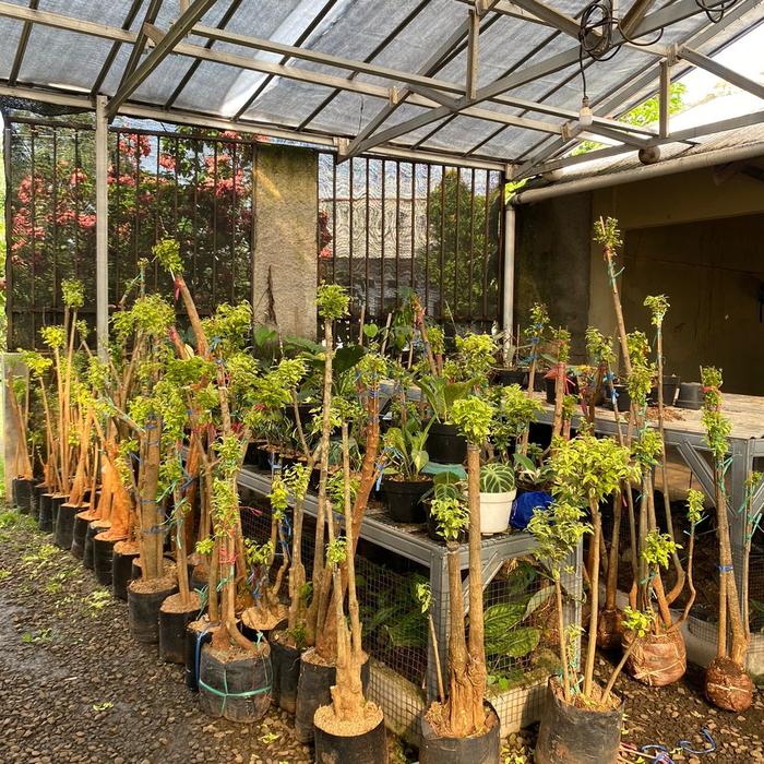 bahan bonsai anting putri - tanaman bonsai anting putri