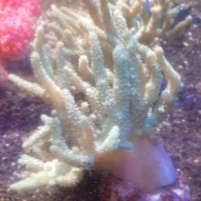 Seroja Hijau Coral softies Reef tank