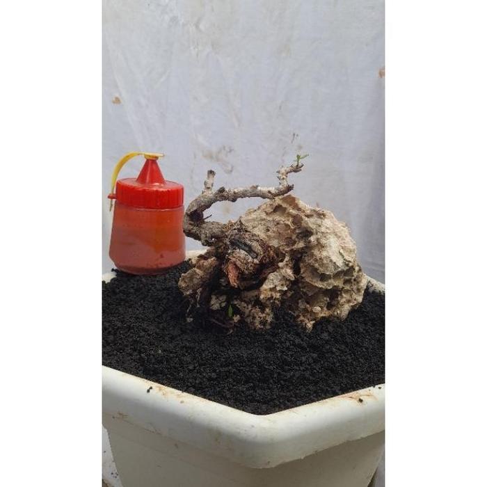 bahan bonsai santigi otr sumba
