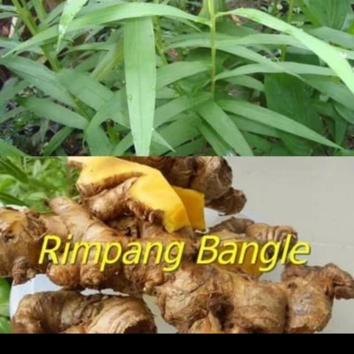 rimpang bangle