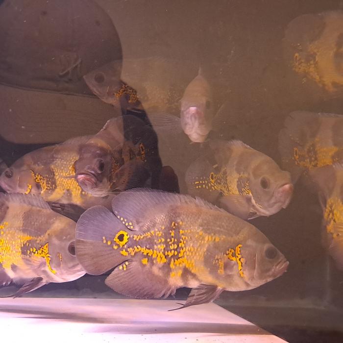 ikan oskar batik 4jari