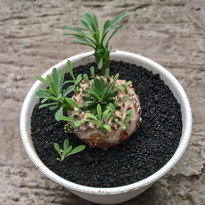 Euphorbia Japonica