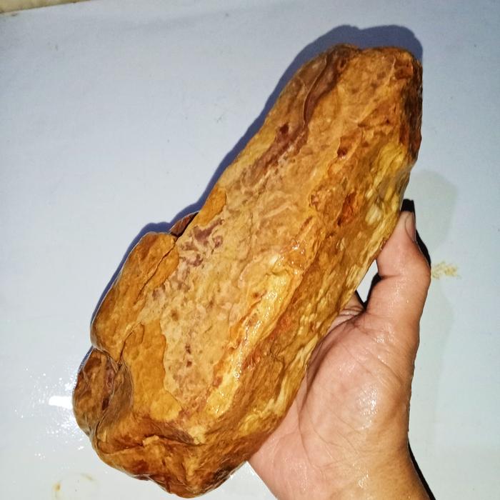 2,3 kg batu fosil kayu Cendana (470)