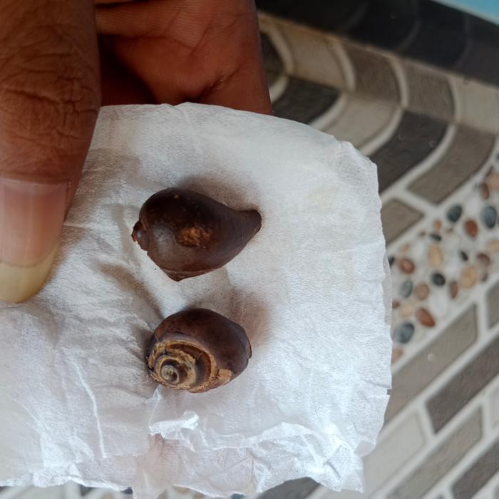 keong buntet asli alami tuah alami