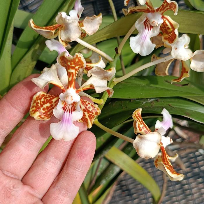 vanda tricolor sp garut size medium