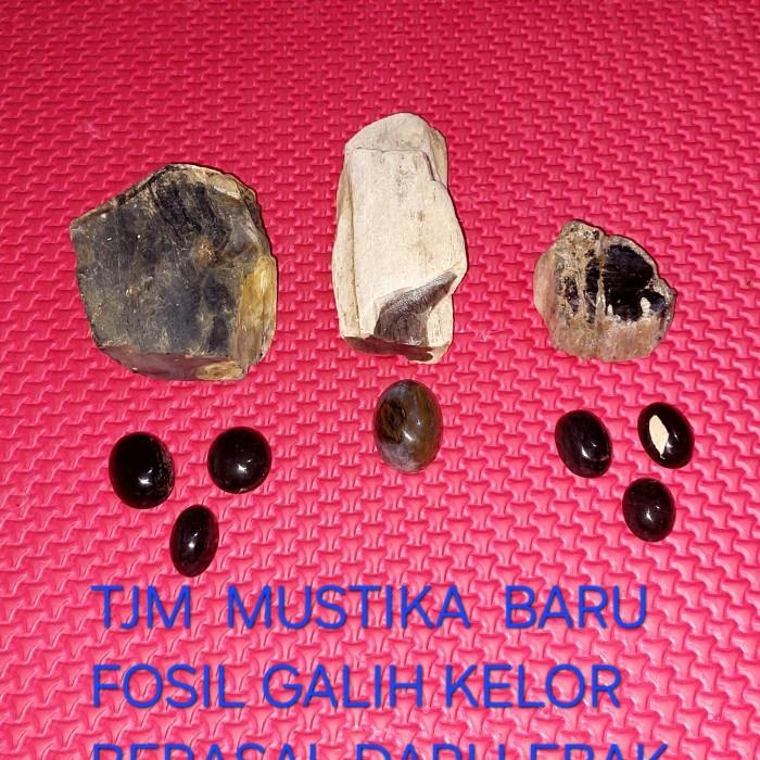 Batu  Fosil Galih  Kelor  Asli  Dari  Lebak  Banten  Tersedia  2warna  Hitam Dan Coklat Berkualitas