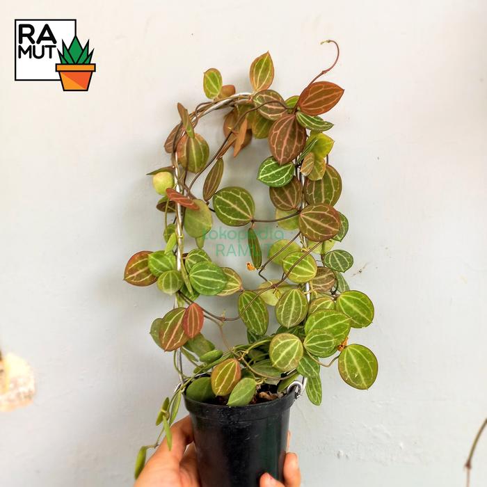 Dischidia ovata
