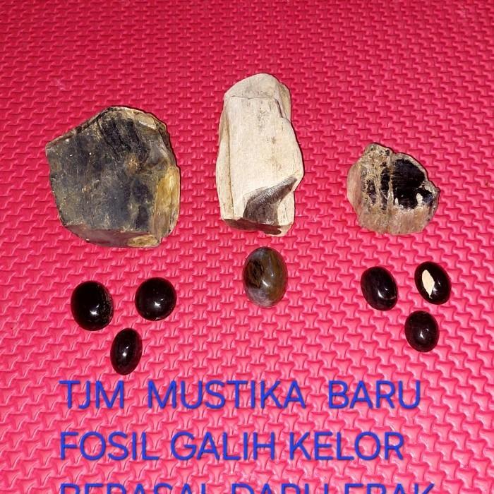 Batu  Fosil Galih  Kelor  Asli  Dari  Lebak  Banten  Tersedia  2warna  Hitam Dan Coklat Berkualitas 