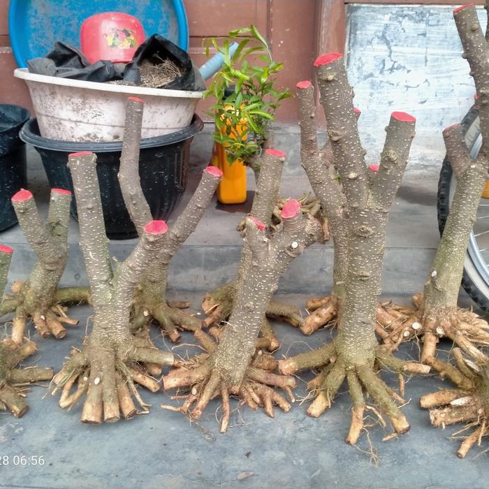 bahan bonsai anting putri prospek