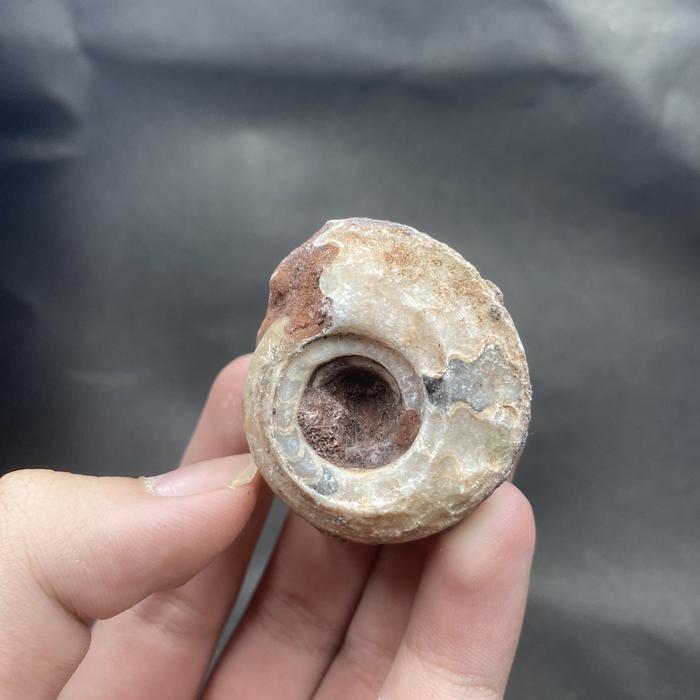 Natural Unique White Timor Timur Ammonite Fossil Specimen AM55