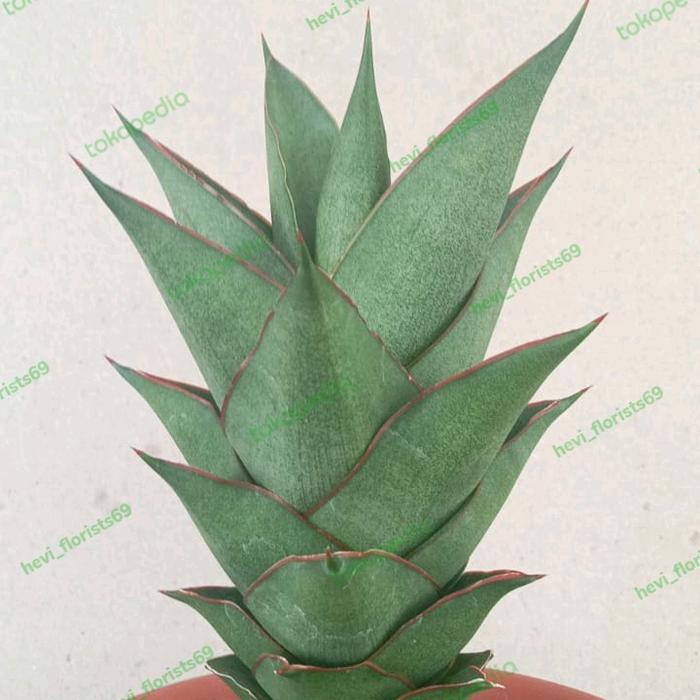 sansevieria hybrid Armanu