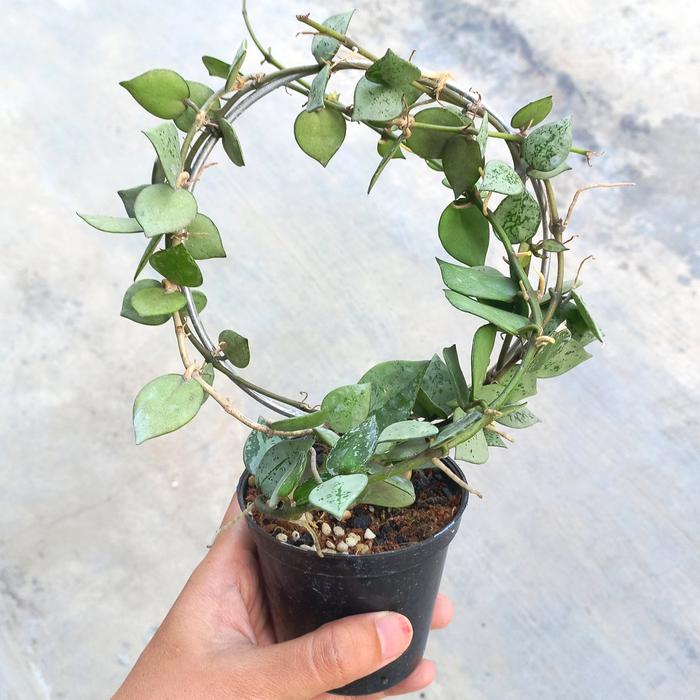 Hoya Lacunosa Eskimo / Silver