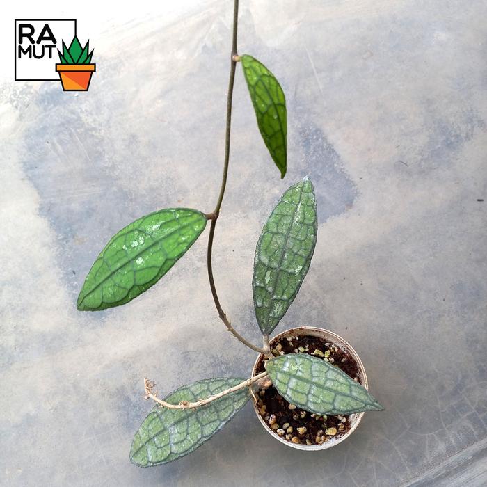 Tanaman Hoya clemensiorum