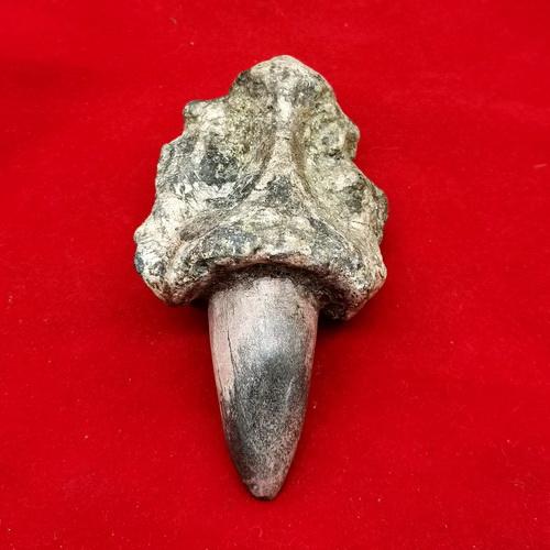 Pusaka Fosil Purba Asli Cula Keramat Tuah Multi Fungsi
