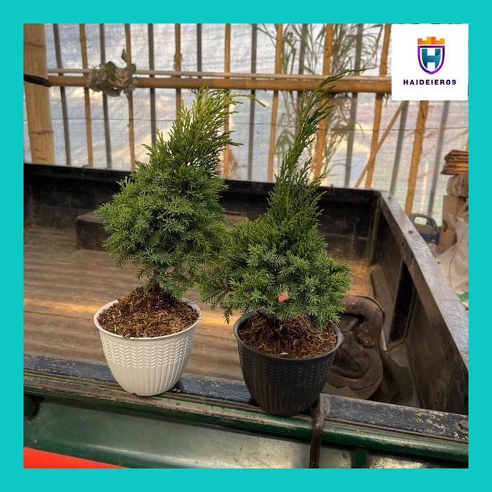 (HAIDE) BONSAI CEMARA PUA PUA