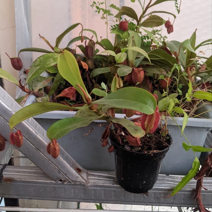 tanaman hias nepenthes/kantong Semar Ampullaria merah