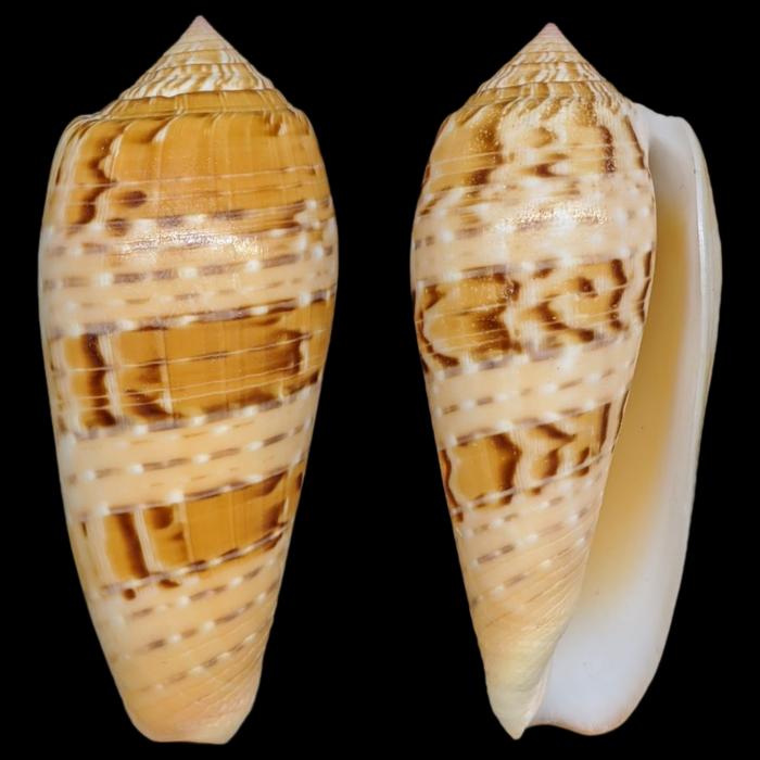 447. Cangkang Kerang Conus dusaveli 7,25 cm