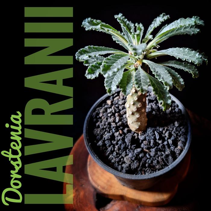 Dorstenia Lavranii Lavrani Madagascar Gurun Afrika Sehat Rawatan