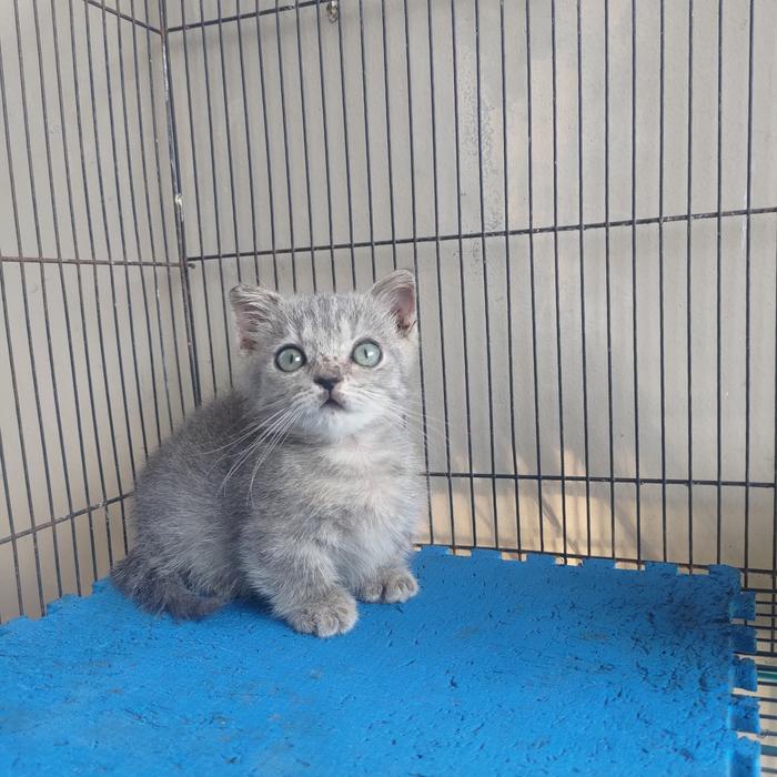 kucing Munchkin Gaelic Fold kaki pendek Lucu